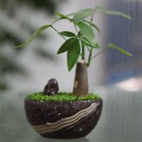 微信发财树头像_高清发财树花朵图片大全