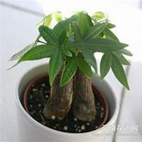 微信发财树头像_高清发财树花朵图片大全