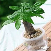 微信发财树头像_高清发财树花朵图片大全