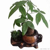 微信发财树头像_高清发财树花朵图片大全