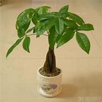 微信发财树头像_高清发财树花朵图片大全