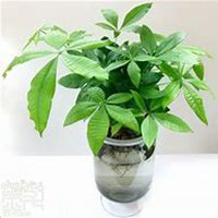 微信发财树头像_高清发财树花朵图片大全