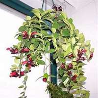 微信吊兰头像_高清吊兰花朵图片大全