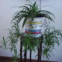 微信吊兰头像_高清吊兰花朵图片大全