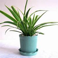 微信吊兰头像_高清吊兰花朵图片大全