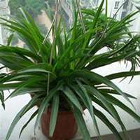 微信吊兰头像_高清吊兰花朵图片大全