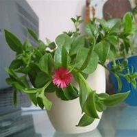 微信吊兰头像_高清吊兰花朵图片大全