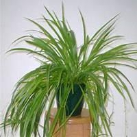 微信吊兰头像_高清吊兰花朵图片大全