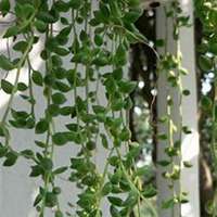 微信吊兰头像_高清吊兰花朵图片大全