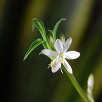 微信吊兰头像_高清吊兰花朵图片大全