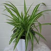 微信吊兰头像_高清吊兰花朵图片大全