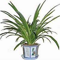 微信吊兰头像_高清吊兰花朵图片大全