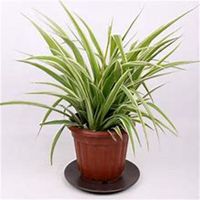 微信吊兰头像_高清吊兰花朵图片大全