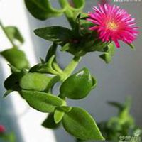 微信吊兰头像_高清吊兰花朵图片大全