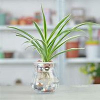 微信吊兰头像_高清吊兰花朵图片大全