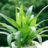 微信吊兰头像_高清吊兰花朵图片大全