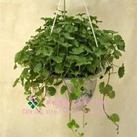 微信吊兰头像_高清吊兰花朵图片大全