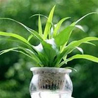 微信吊兰头像_高清吊兰花朵图片大全