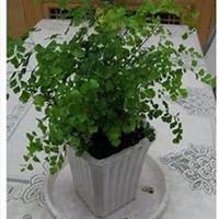 微信吊兰头像_高清吊兰花朵图片大全