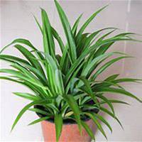 微信吊兰头像_高清吊兰花朵图片大全