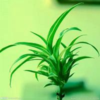 微信吊兰头像_高清吊兰花朵图片大全