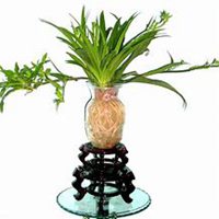 微信吊兰头像_高清吊兰花朵图片大全