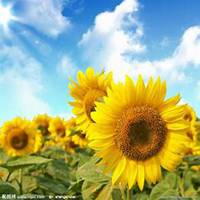 微信向日葵头像_高清向日葵花朵图片大全