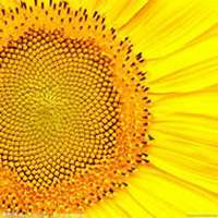 微信向日葵头像_高清向日葵花朵图片大全