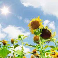 微信向日葵头像_高清向日葵花朵图片大全