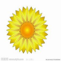 微信向日葵头像_高清向日葵花朵图片大全