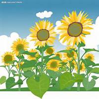 微信向日葵头像_高清向日葵花朵图片大全