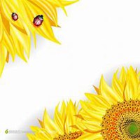 微信向日葵头像_高清向日葵花朵图片大全