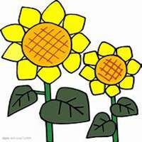 微信向日葵头像_高清向日葵花朵图片大全