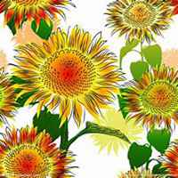 微信向日葵头像_高清向日葵花朵图片大全