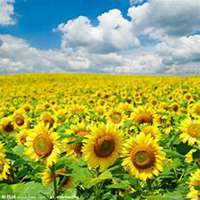 微信向日葵头像_高清向日葵花朵图片大全