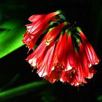 微信君子兰头像_高清君子兰花朵图片大全