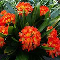 微信君子兰头像_高清君子兰花朵图片大全