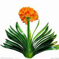 微信君子兰头像_高清君子兰花朵图片大全