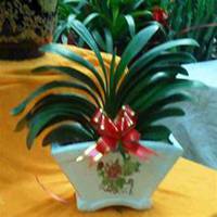 微信君子兰头像_高清君子兰花朵图片大全