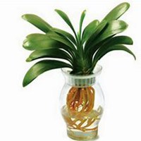 微信君子兰头像_高清君子兰花朵图片大全