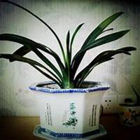 微信君子兰头像_高清君子兰花朵图片大全