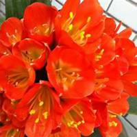 微信君子兰头像_高清君子兰花朵图片大全