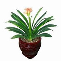 微信君子兰头像_高清君子兰花朵图片大全