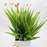 微信君子兰头像_高清君子兰花朵图片大全