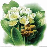 微信君子兰头像_高清君子兰花朵图片大全