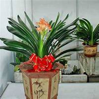 微信君子兰头像_高清君子兰花朵图片大全