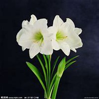 微信君子兰头像_高清君子兰花朵图片大全