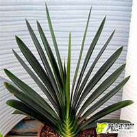 微信君子兰头像_高清君子兰花朵图片大全