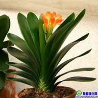 微信君子兰头像_高清君子兰花朵图片大全