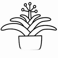 微信君子兰头像_高清君子兰花朵图片大全